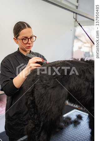 Groomer clipping a black dog for a fresh haircut at pet salon Groomer clipping a black dog for a fresh haircut at pet salon 137950485