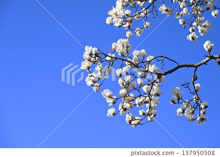 White Magnolia Flower 137950508