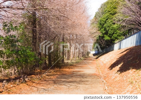 2026年3月，千葉縣柏市柏之葉公園附近 137950556