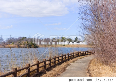 2026年3月,千葉縣柏市柏之葉公園附近 2026年3月,千葉縣柏市柏之葉公園附近 137950557
