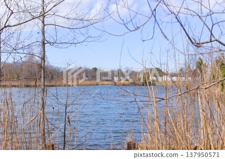 2026年3月,千葉縣柏市柏之葉公園附近 2026年3月,千葉縣柏市柏之葉公園附近 137950571