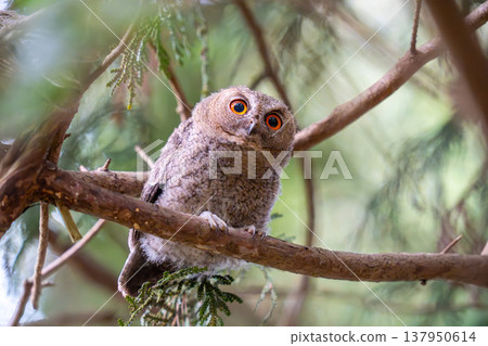 一隻剛離巢不久的東方角鴞幼鳥正在觀察周圍的環境。 137950614