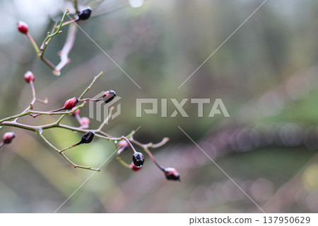 Multiflora Rose Hips And Raindrops 137950629
