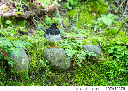一隻黑鳥在長滿苔蘚的草地上環顧四周。 137950676