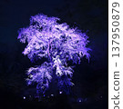 夜晚燈光照耀下的六義園櫻花 137950879