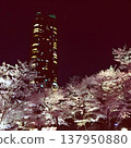 東京中城櫻花燈亮起 137950880