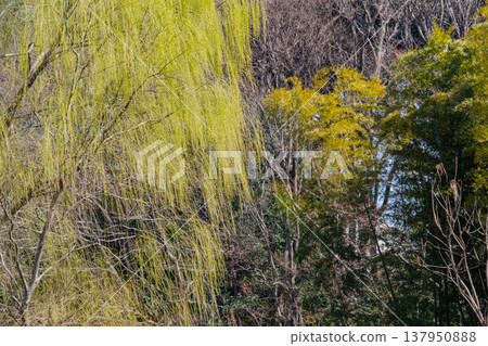 柳樹和竹林 柳樹和竹林 137950888
