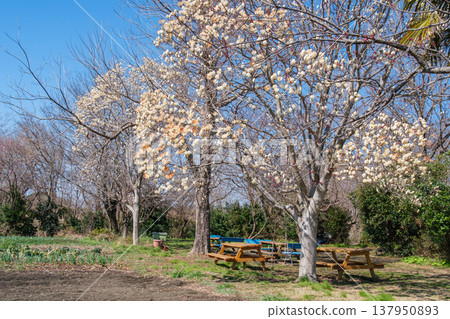 Magnolia Garden 137950893