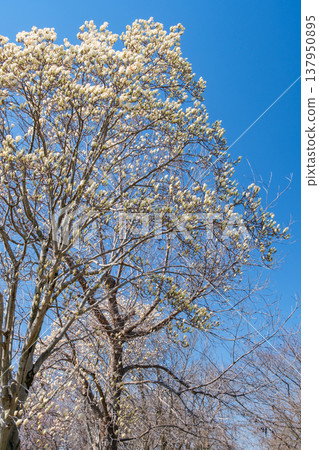 Shining Magnolia 137950895