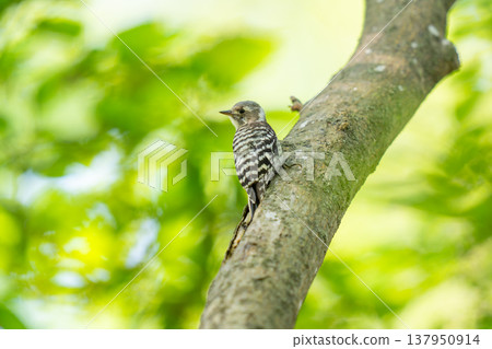 A Japanese Pygmy Woodpecker perched on a tree branch searching for food A Japanese Pygmy Woodpecker perched on a tree branch searching for food 137950914