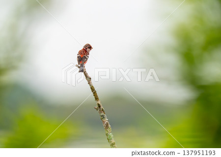 一隻普通朱雀棲息在樹枝上,環顧四周。 一隻普通朱雀棲息在樹枝上,環顧四周。 137951193