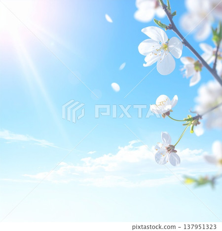 A refreshing spring backdrop of cherry blossoms shining in the blue sky and sunlight. 137951323