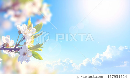 A refreshing spring backdrop of cherry blossoms shining in the blue sky and sunlight. 137951324