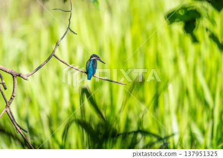 A kingfisher perched on a tree branch searching for food 137951325