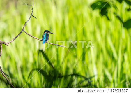 A kingfisher perched on a tree branch searching for food 137951327