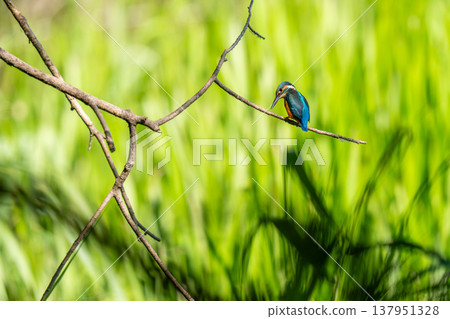 一隻翠鳥棲息在樹枝上覓食 137951328