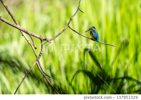 A kingfisher perched on a tree branch searching for food 137951329
