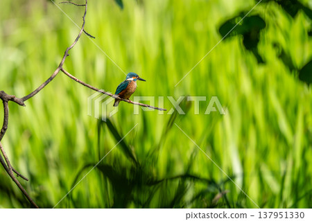 A kingfisher perched on a tree branch searching for food 137951330