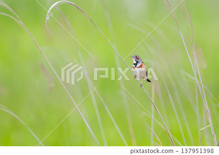 A Red-cheeked Bunting perched on withered grass in a meadow, surveying its surroundings. 137951398
