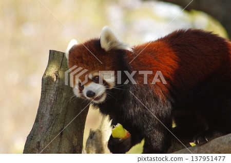 cute red panda cute red panda 137951477