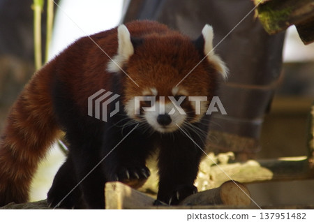cute red panda cute red panda 137951482