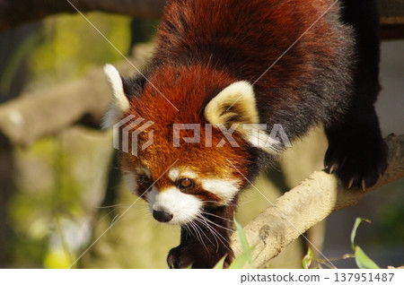 cute red panda cute red panda 137951487