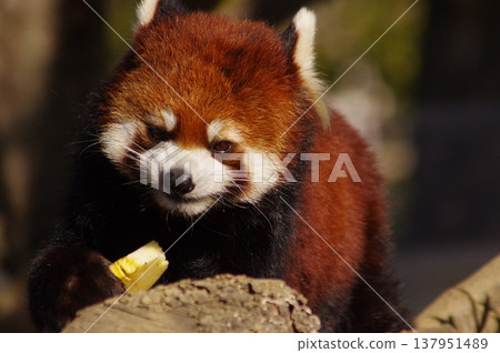 cute red panda cute red panda 137951489