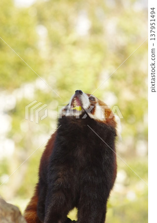 cute red panda cute red panda 137951494