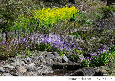 Large-flowered lily, large purple coral, Chinese cabbage, and wild radish. Large-flowered lily, large purple coral, Chinese cabbage, and wild radish. 137951496