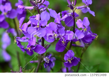 Large-flowered lily, large purple coral, Chinese cabbage, and wild radish. Large-flowered lily, large purple coral, Chinese cabbage, and wild radish. 137951499