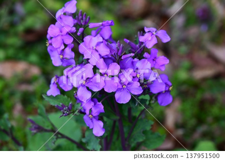 Large-flowered lily, large purple coral, Chinese cabbage, and wild radish. Large-flowered lily, large purple coral, Chinese cabbage, and wild radish. 137951500
