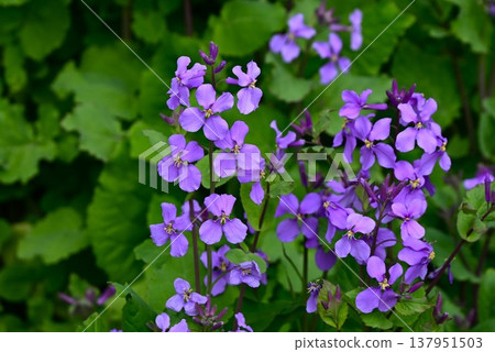 Large-flowered lily, large purple coral, Chinese cabbage, and wild radish. Large-flowered lily, large purple coral, Chinese cabbage, and wild radish. 137951503