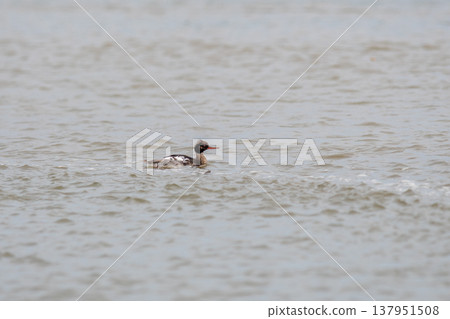 A Common Merganser swimming quietly in the water near the river mouth. 137951508