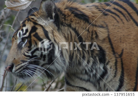 一隻美麗而強大的老虎 一隻美麗而強大的老虎 137951655