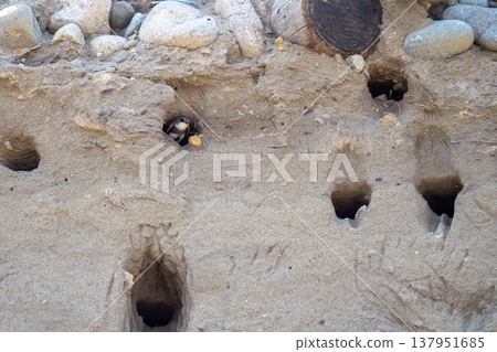 A sand martin pokes its head out of its burrow and surveys its surroundings. A sand martin pokes its head out of its burrow and surveys its surroundings. 137951685