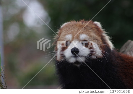 cute red panda cute red panda 137951698