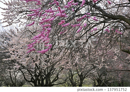 Plum blossoms telling the arrival of spring Plum blossoms telling the arrival of spring 137951752