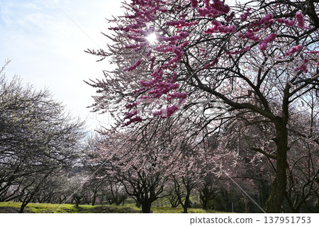 梅花告訴春天的到來 梅花告訴春天的到來 137951753