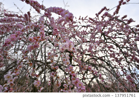Pink plum blossoms are blooming against a blue sky. Pink plum blossoms are blooming against a blue sky. 137951761
