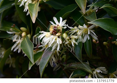 The Japanese star anise (Illicium anisatum), also known as shikimi or kakimi, is a highly poisonous plant containing anisatin and is used in Buddhist and Shinto rituals. 137951779