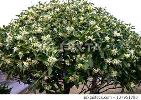 The Japanese star anise (Illicium anisatum), also known as shikimi or kakimi, is a highly poisonous plant containing anisatin and is used in Buddhist and Shinto rituals. 137951780