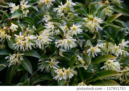 The Japanese star anise (Illicium anisatum), also known as shikimi or kakimi, is a highly poisonous plant containing anisatin and is used in Buddhist and Shinto rituals. 137951781