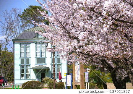 西式建築和櫻花 137951837