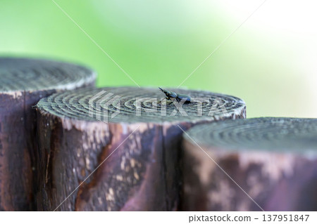 一隻鍬甲出現在一根木樁上。 一隻鍬甲出現在一根木樁上。 137951847