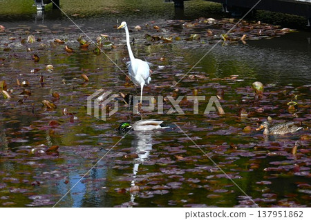 Egret birdwatching 137951862