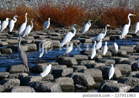 Egret birdwatching Egret birdwatching 137951863