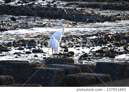 Egret birdwatching Egret birdwatching 137951865