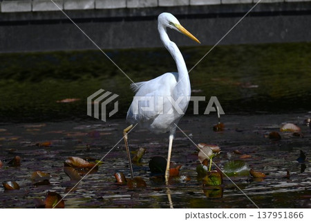 白鷺鷥觀鳥 白鷺鷥觀鳥 137951866