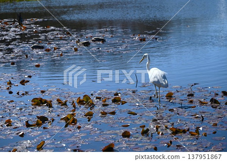 白鷺鷥觀鳥 白鷺鷥觀鳥 137951867