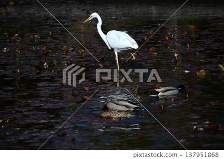 Egret birdwatching 137951868